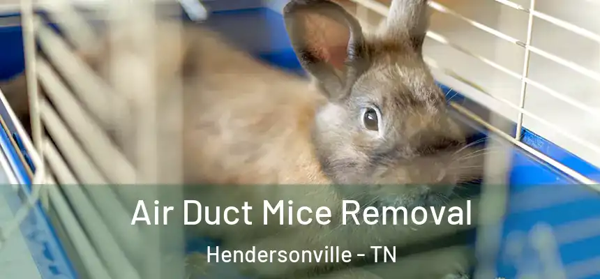  Air Duct Mice Removal Hendersonville - TN
